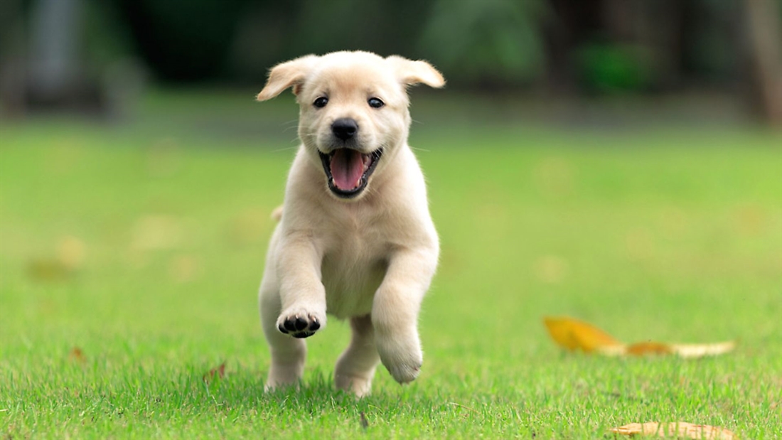 Pandemic puppy prices: are we really paying too much?