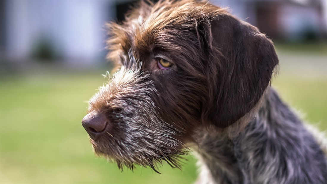 How do I keep my dog engaged with the retrieve?