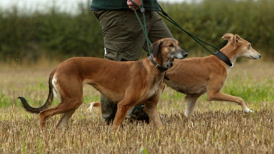 Why is my dog funny around other dogs when she is on a lead?