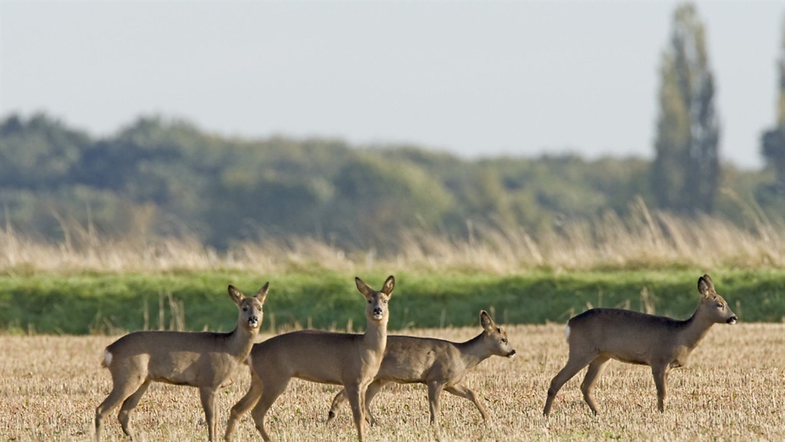 Deer management &#8211; is March the best month?