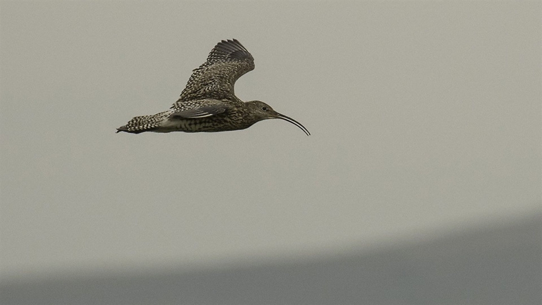 Gamekeepers, farmers, policy makers &#038; researchers join to save England’s threatened Curlews