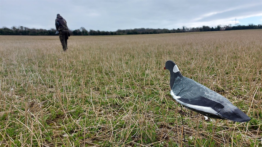 WATCH: Andy Crow’s pigeon shooting tips for beginners | Using decoys