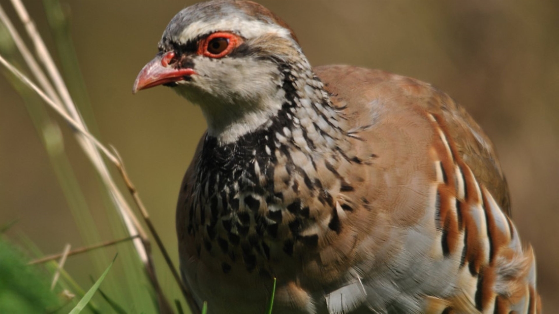 The gamebird “interim licensing system” consultation &#038; how to respond