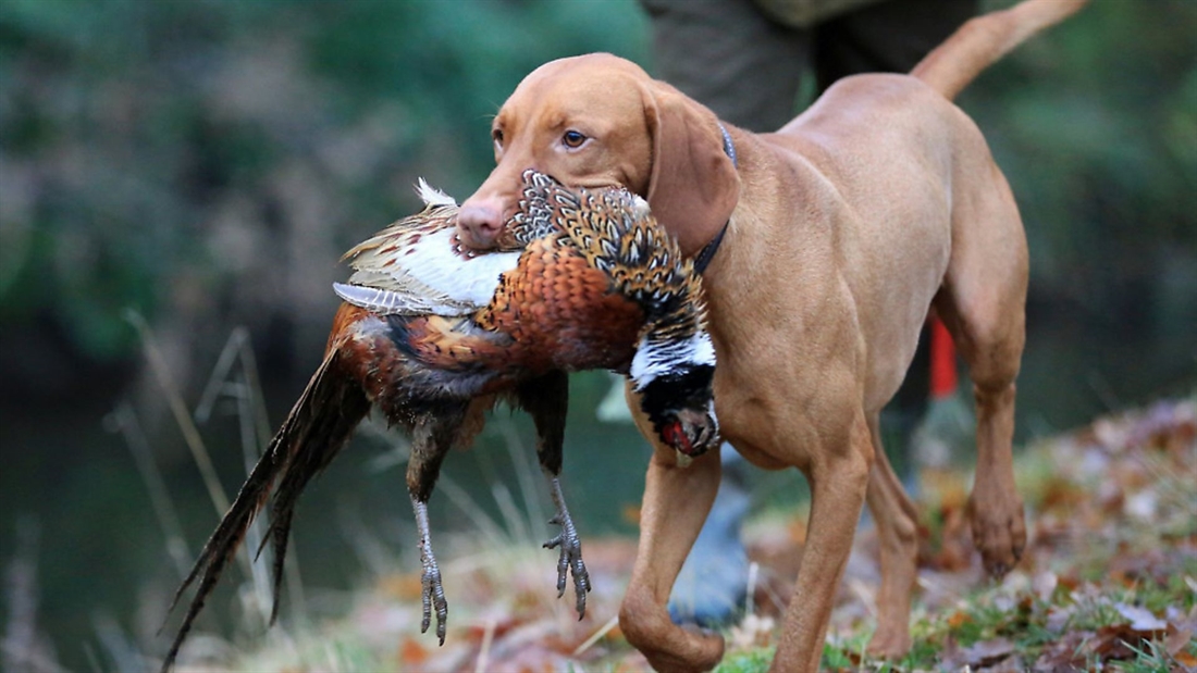 New amateur gundog working test challenge &#8211; £2k prize money!