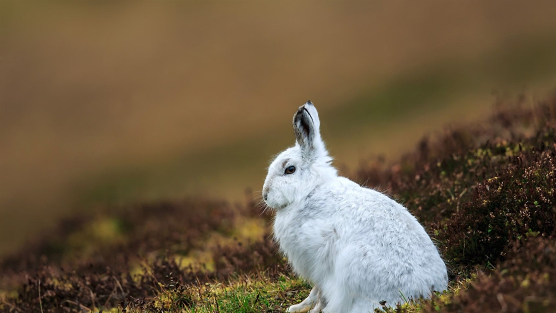 Ban on unlicenced mountain hare culls takes effect March 2021