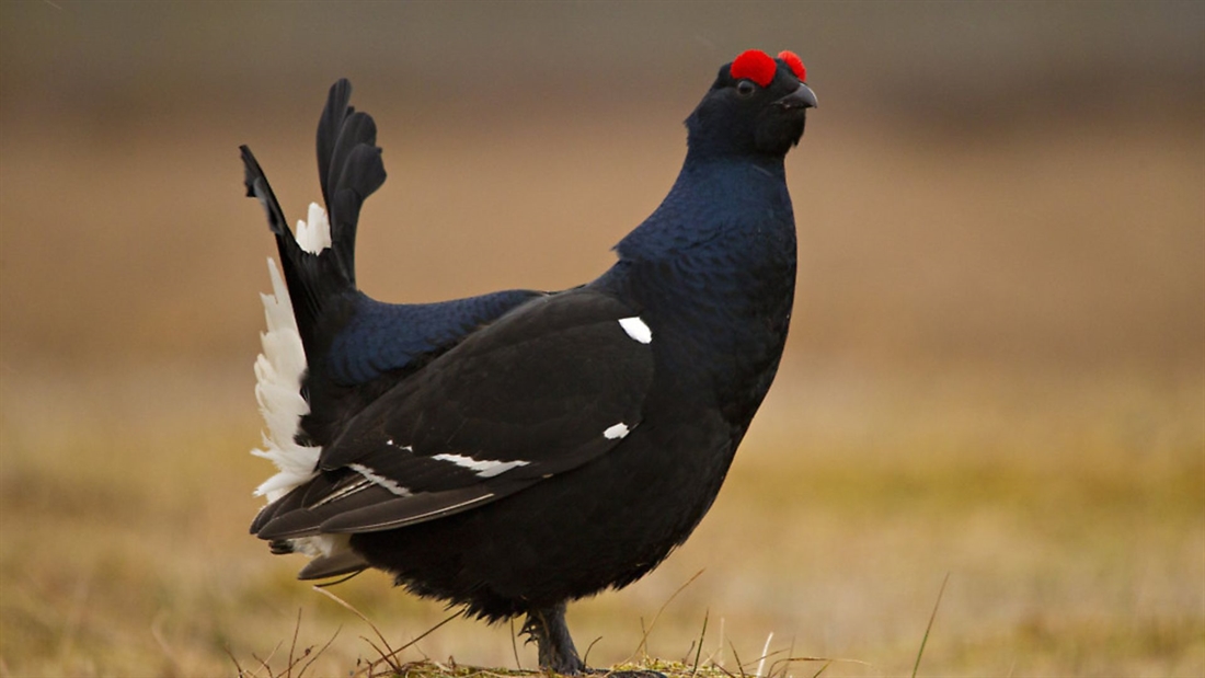 Where are all the black grouse?