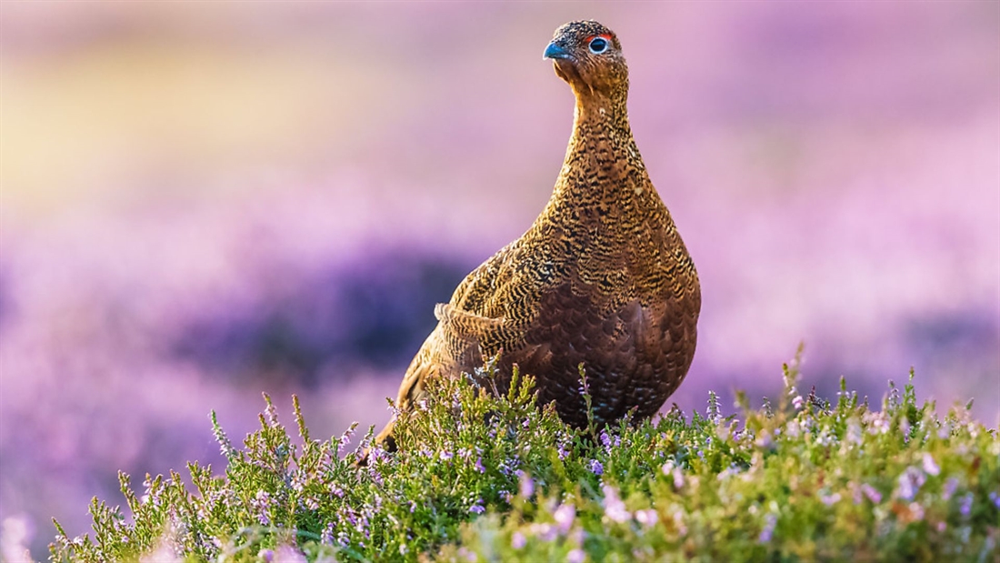 SGA challenges misleading Scottish Greens’ grouse moor flyer