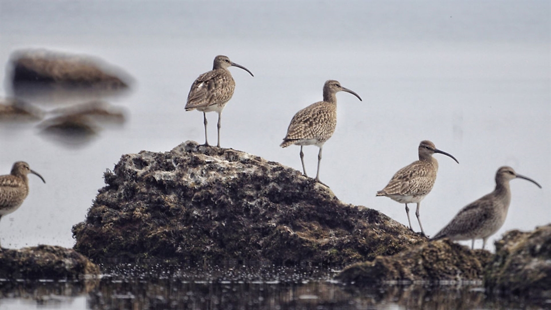 Significant grant awarded to save curlew from local extinction