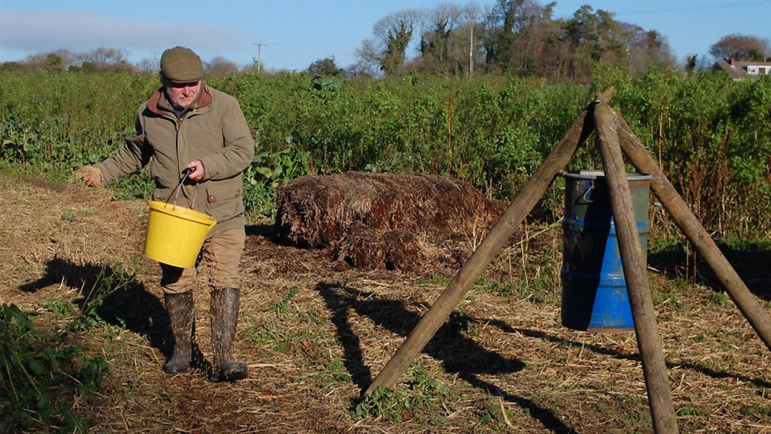 Best method for feeding pheasants