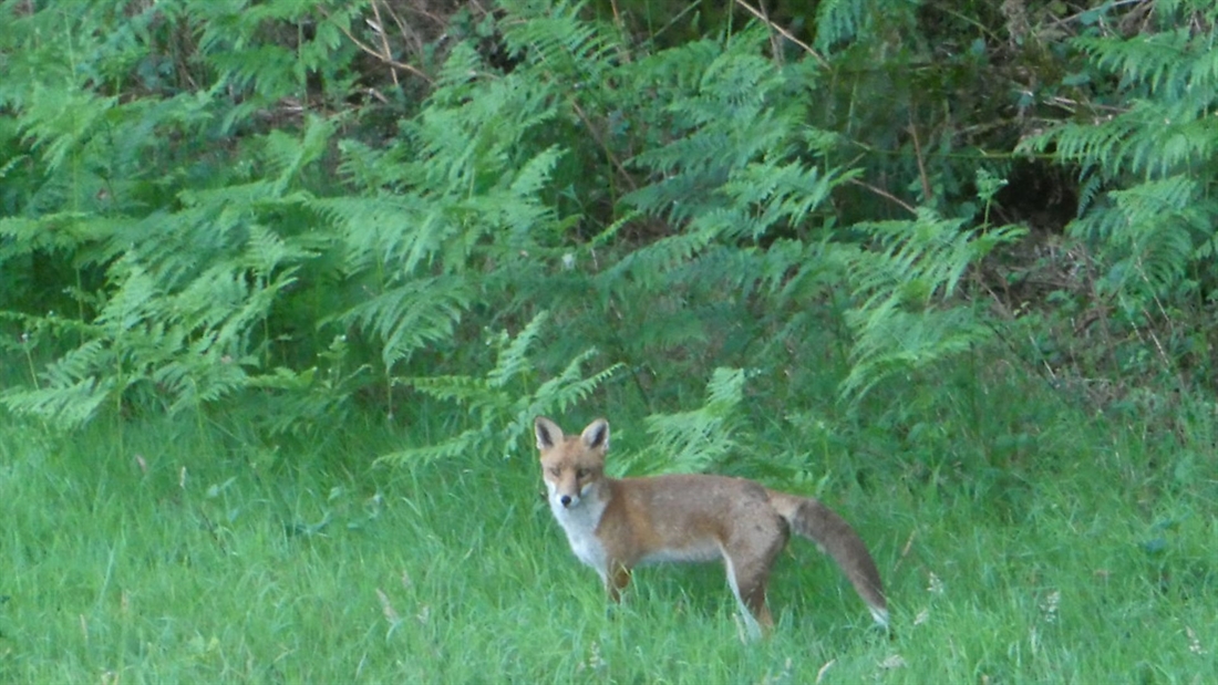 A guide to pest control: for DIY pheasant/partridge shoots