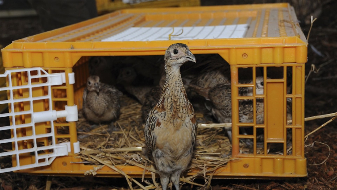 What is the new gamebird release licence and will it affect me?