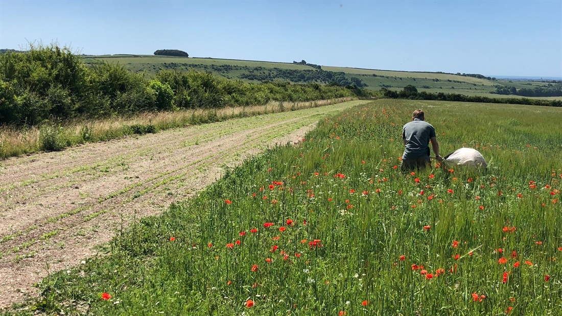 The best cover crops for DIY shoots