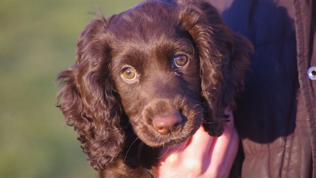 Running riot: breeders are selling gundogs to the wrong homes