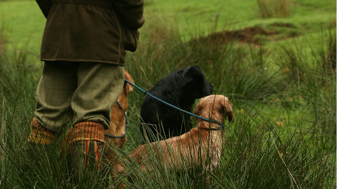 How to: train your gundog to hunt on command