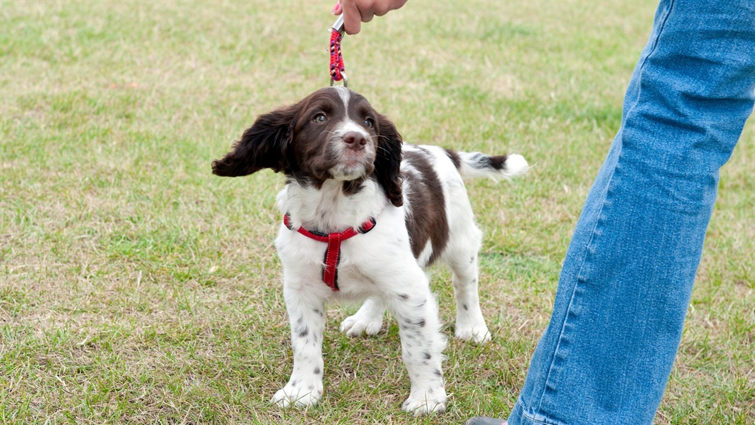 Do harnesses damage dogs&#8217; development &#038; movement?