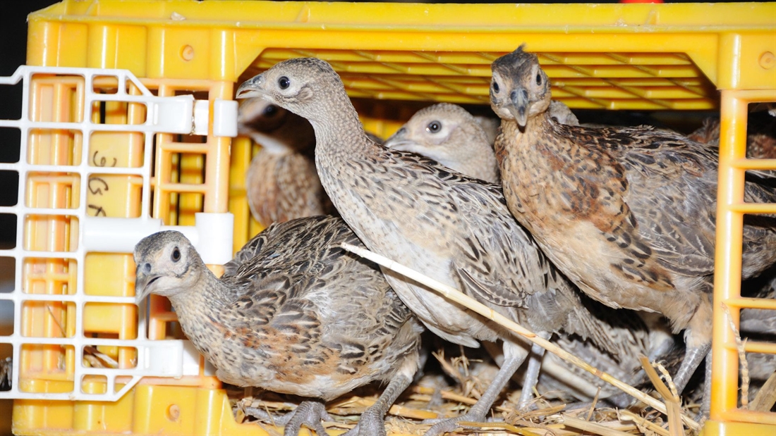 Remember to report gamebird release information, says BASC