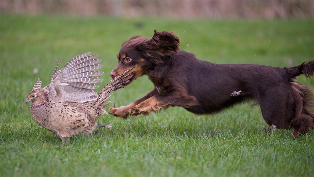 Understanding how genetics &#038; rewards affect dog behaviour