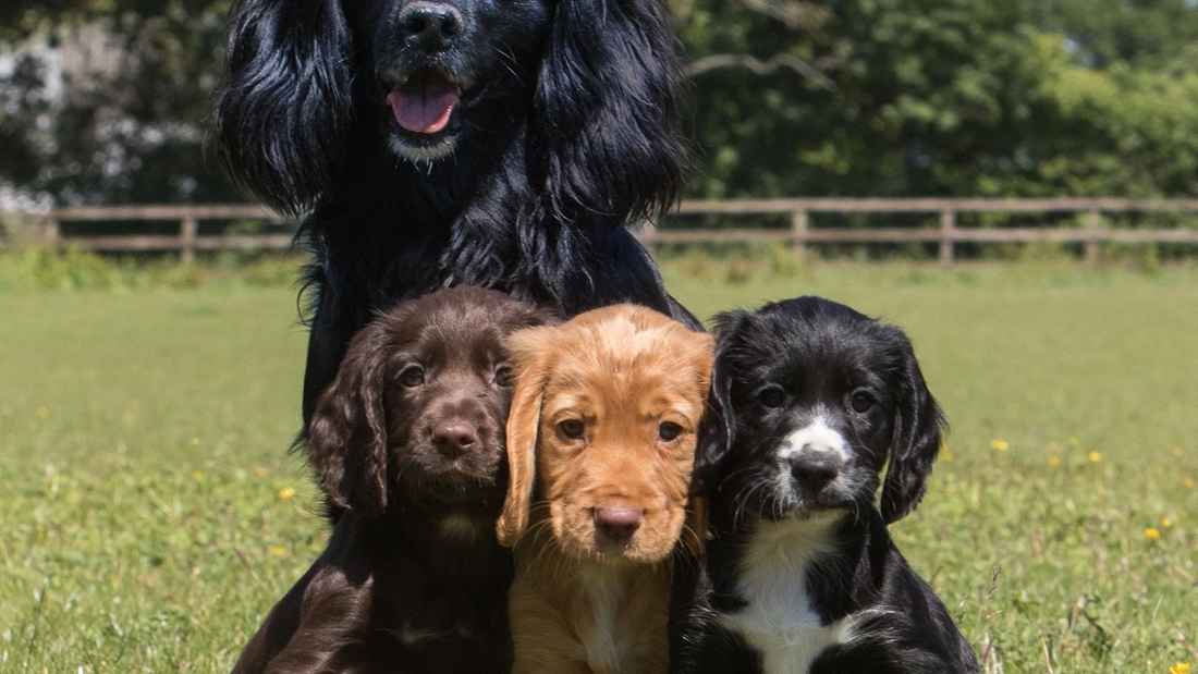 Gundog genetics: Nature vs Nurture