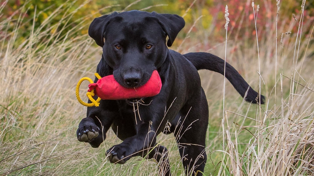 Training the blind retrieve using a &#8220;Birdy Place&#8221;