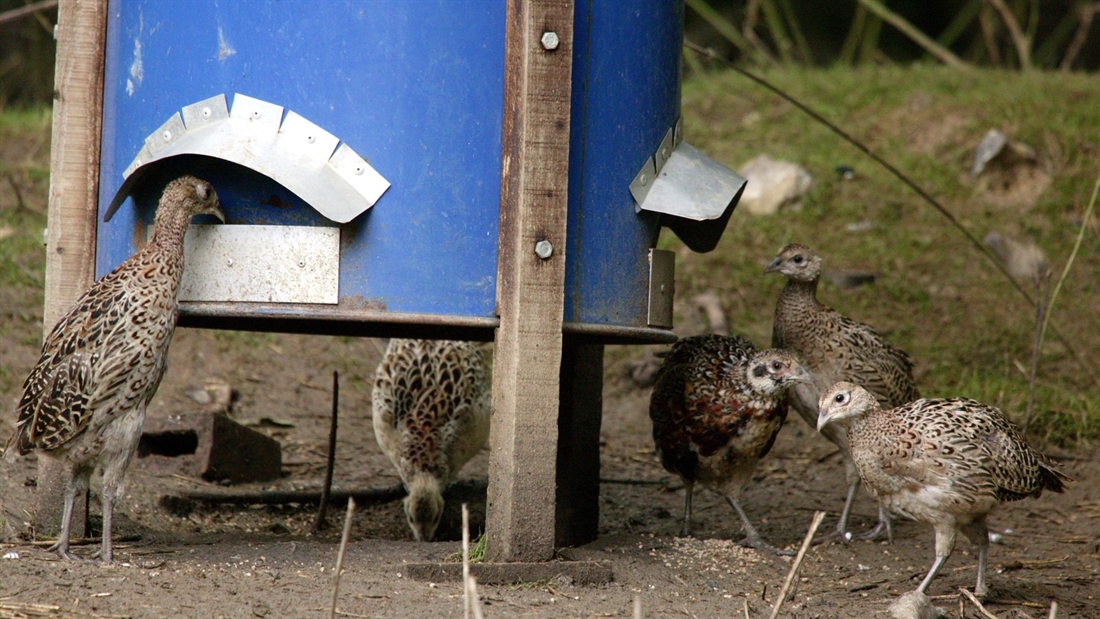 Rising costs: how to provide the right diet for your gamebirds