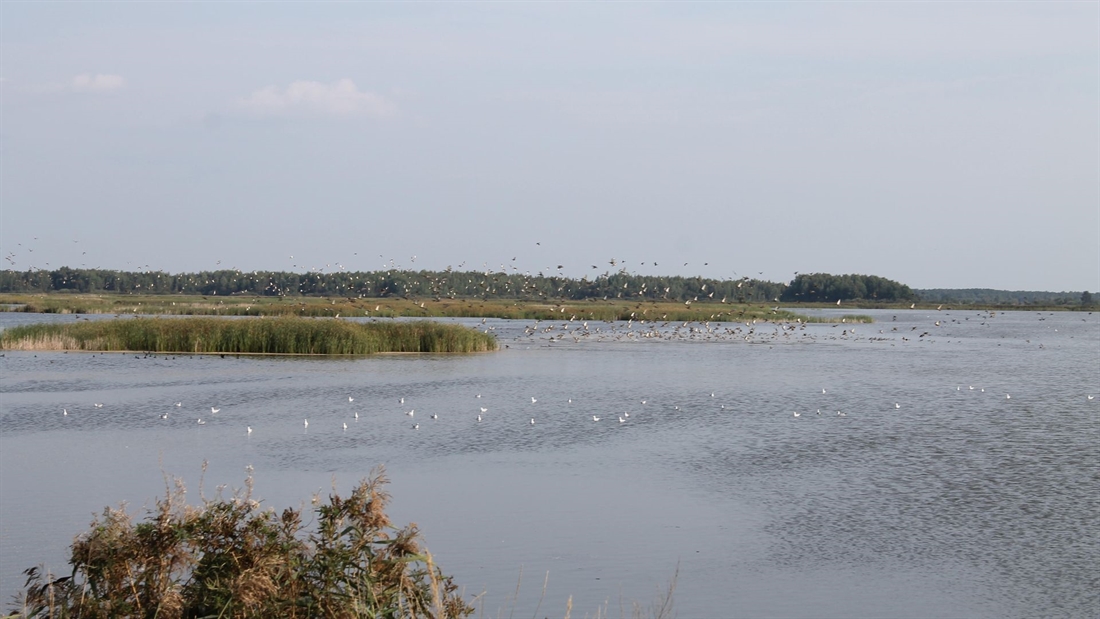 Lithuanian waterbirds given a helping hand thanks to €17,000 WHCT grant