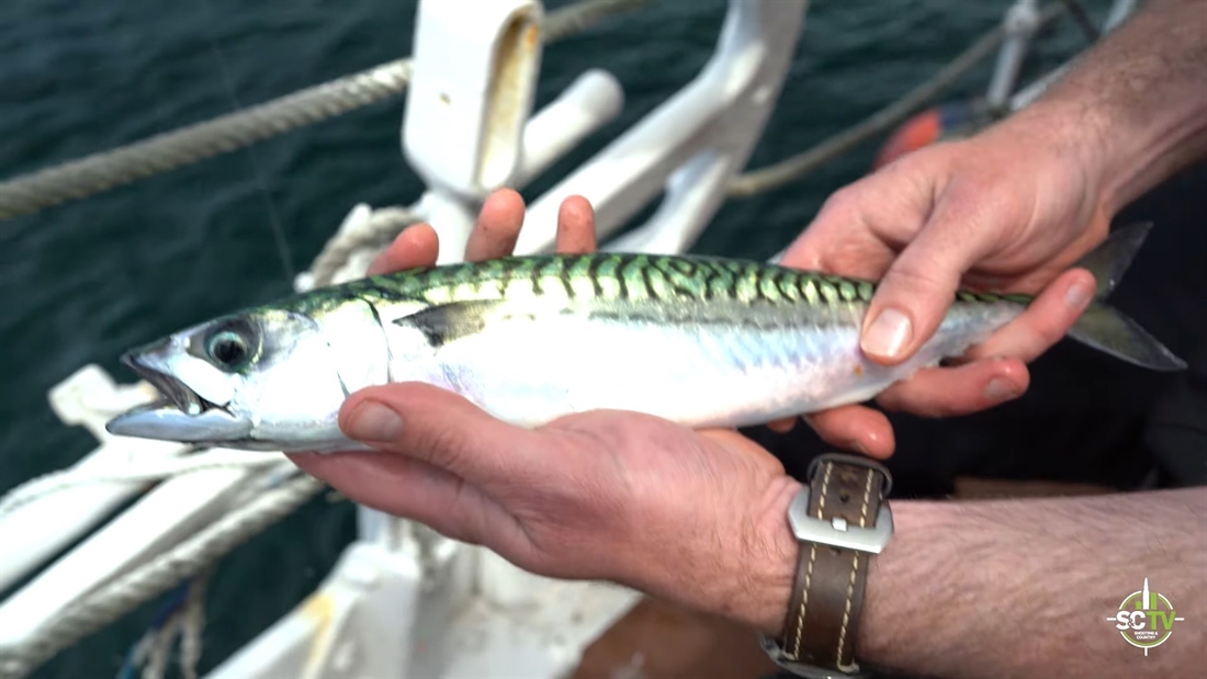 Watch: Wild mackerel catch and cook (hot-smoked mackerel recipe)