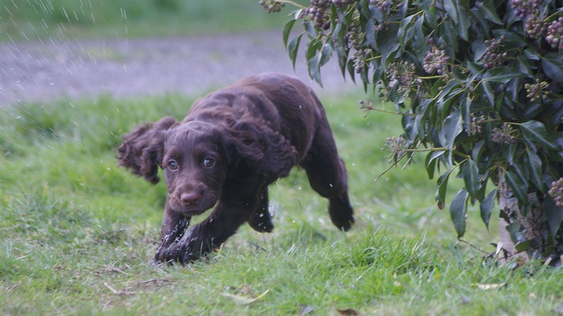 Gundogs: how different traits suit different jobs