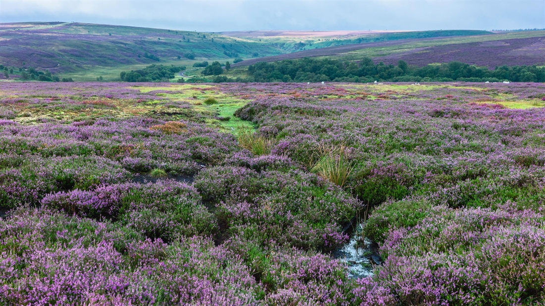 New paper on sustainability of driven grouse shooting