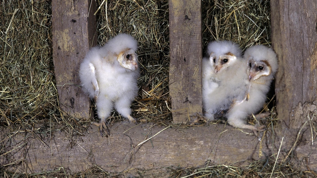 Gamekeepers celebrate fledging of three barn owls