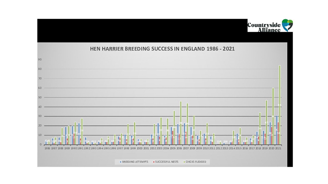 Best year for hen harrier breeding since 60s, 79% of nests on grouse moors