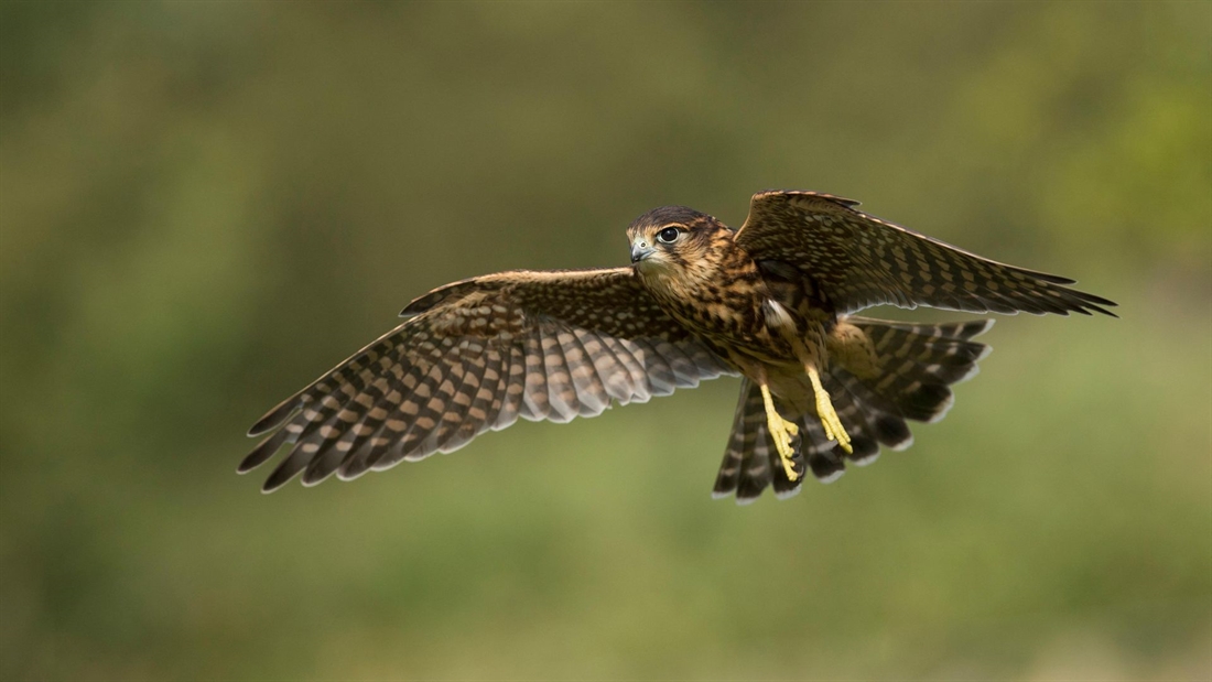 Raptors and grouse moor management: the real story