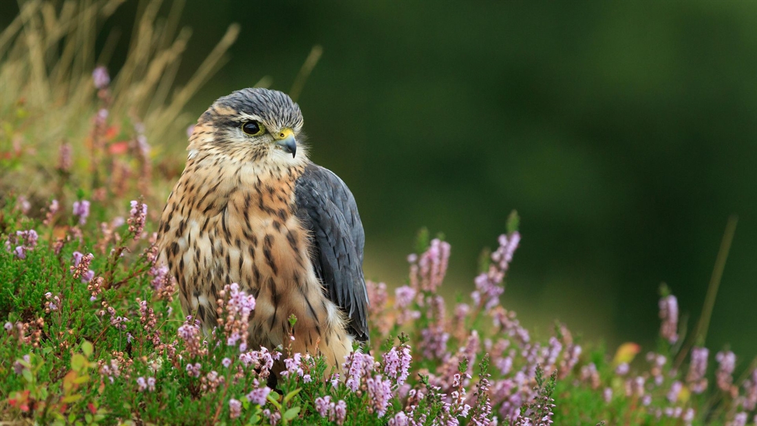 Uni students learn about conservation from moorland gamekeepers