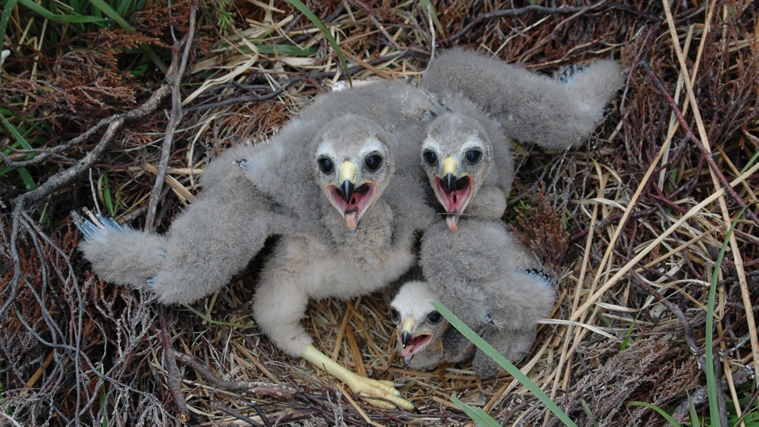 RSPB dismissed in court again over hen harrier brood management