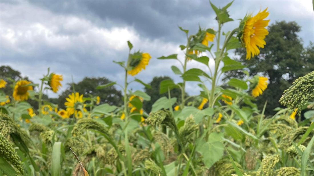 Cover cropping &#038; New Environmental Land Management Schemes