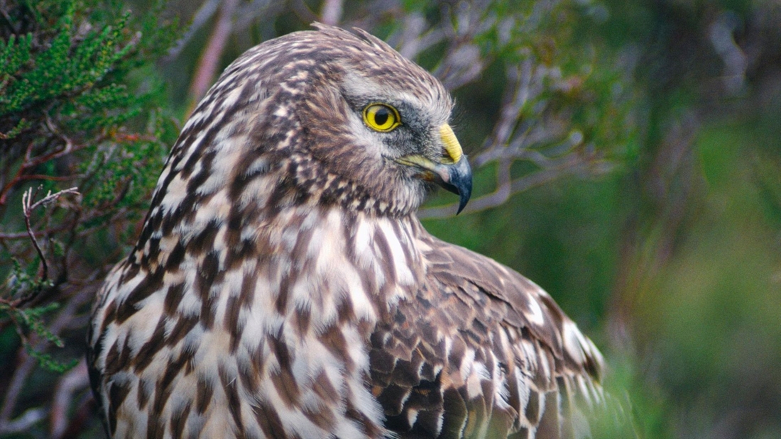 A record year for hen harriers thanks to gamekeepers!