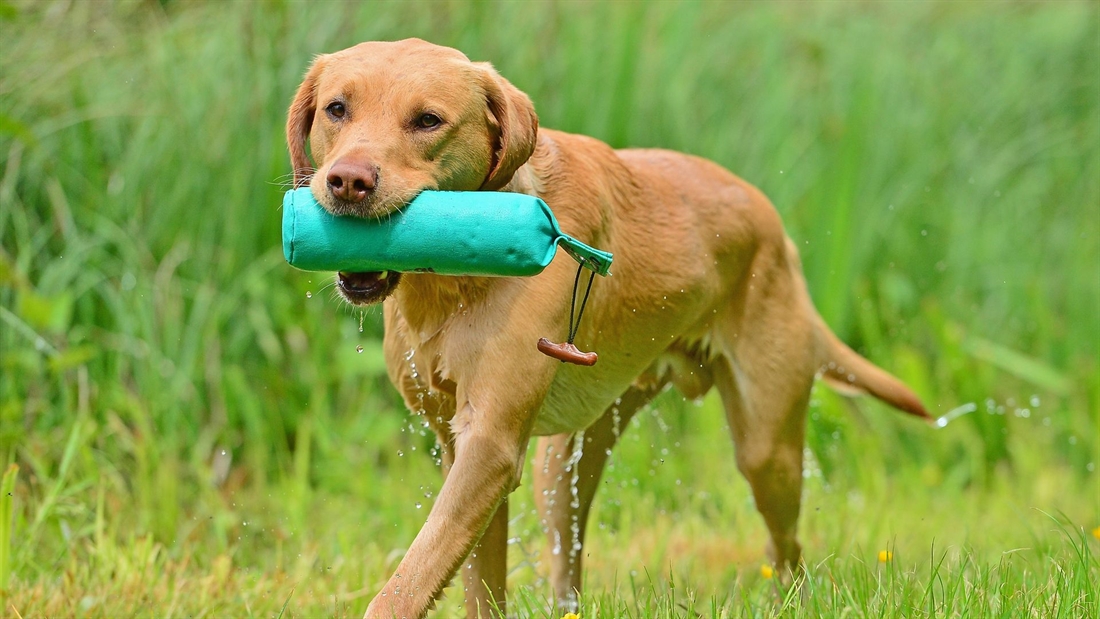 How to: choose a good gundog trainer