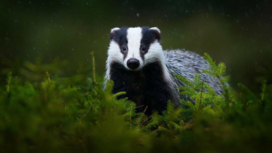 RSPB manual advises electrocuting wildlife with 10,000 mJ fences