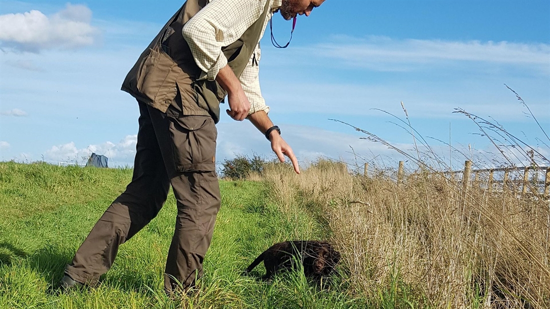 How to: introduce cover to young gundogs