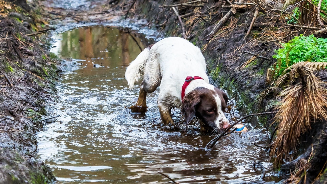 Gundogs: avoiding toxins in the field