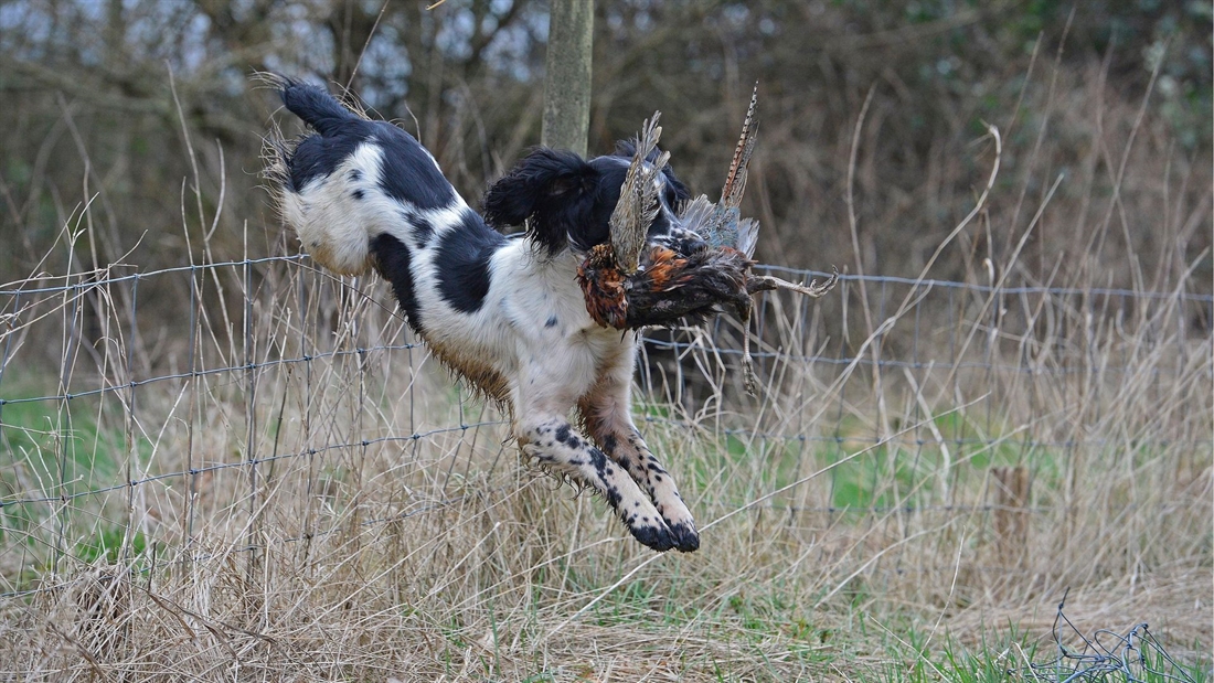 Elbow problems in working gundogs