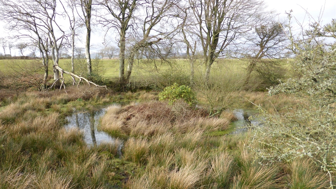 How to create a wildfowl pond on your land