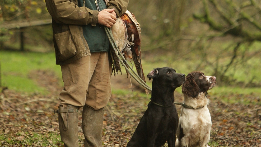 Training &#8216;gun sense&#8217; into your gundog