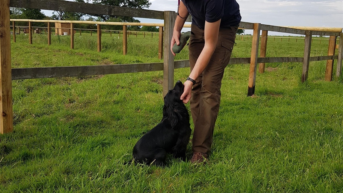 Breed-specific gundog training