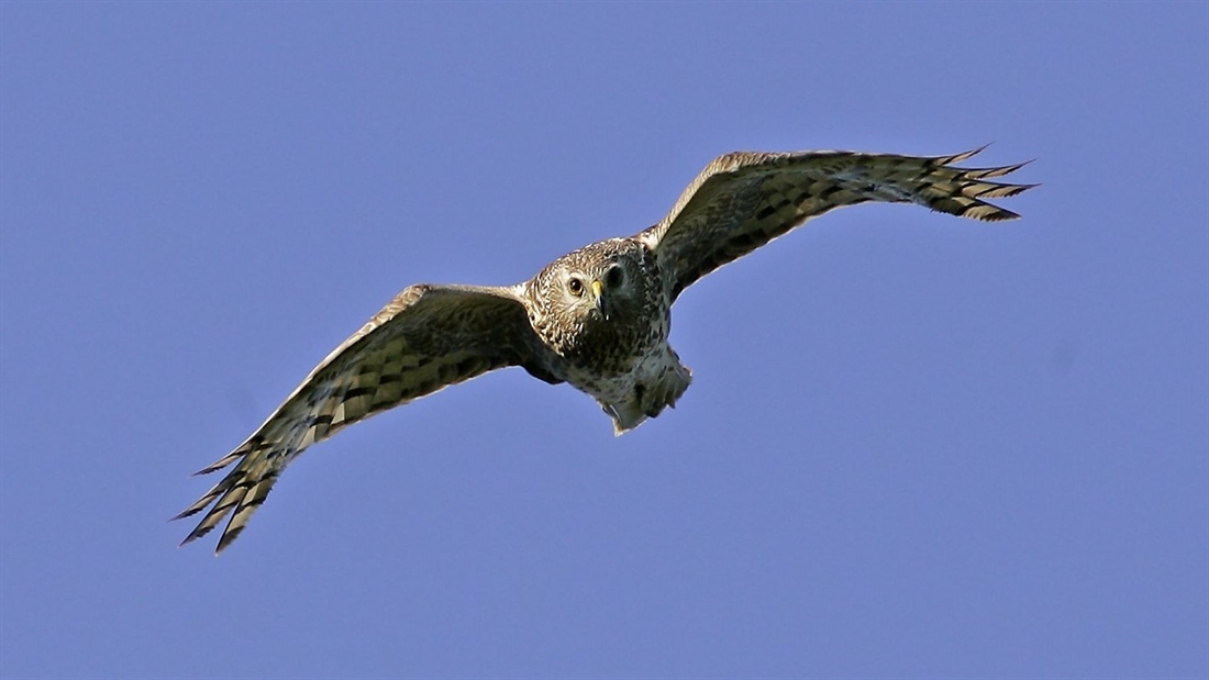 Protecting Britain&#8217;s uplands