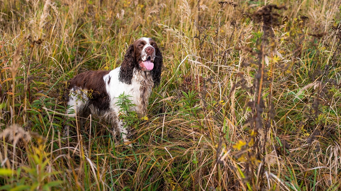 Gundogs and grass seeds