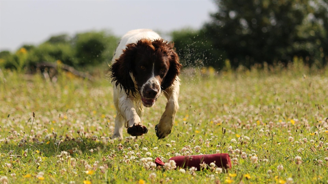 Gundog training progression: Introducing another dummy