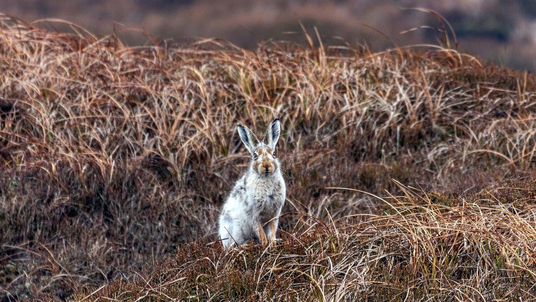 Shining a light on mountain hares