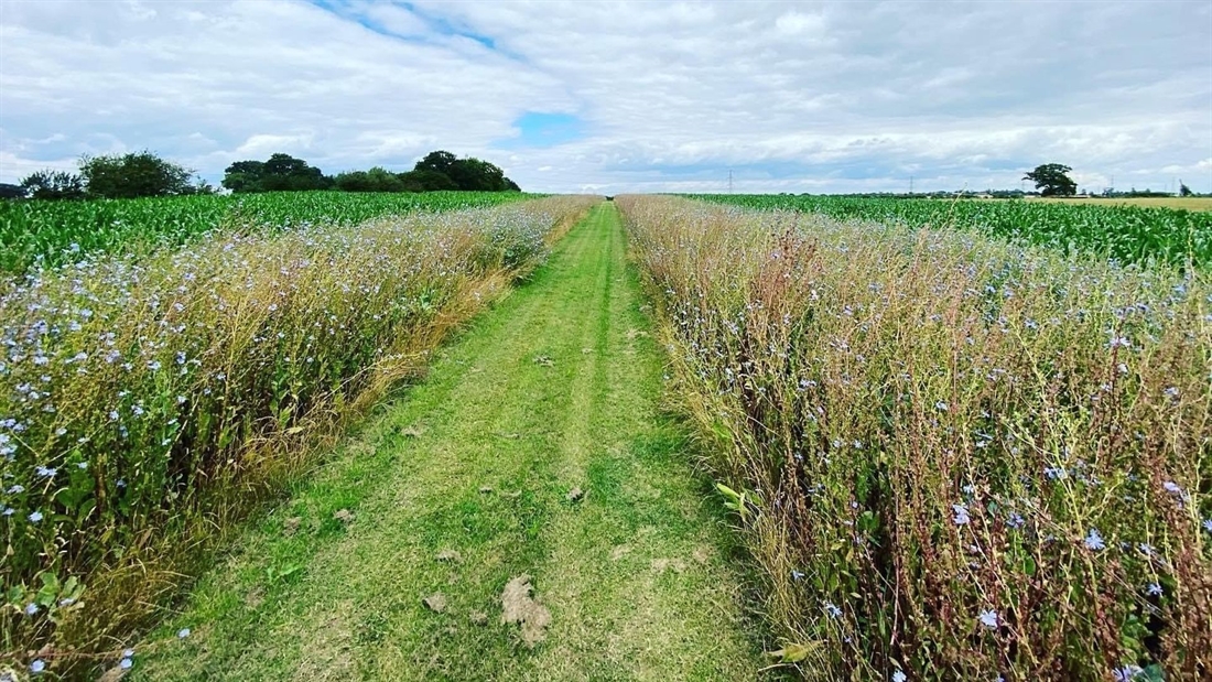 Spring sowing: the best cover crops for different land types