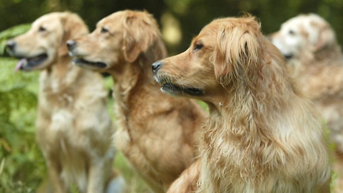 100 years of the Golden Retriever Club