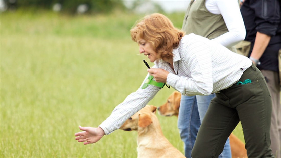 Gundog of the Year